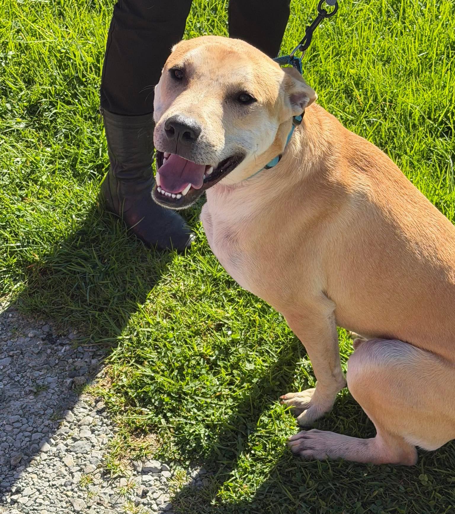 Journey - Lab Cross available for adoption in Kerikeri