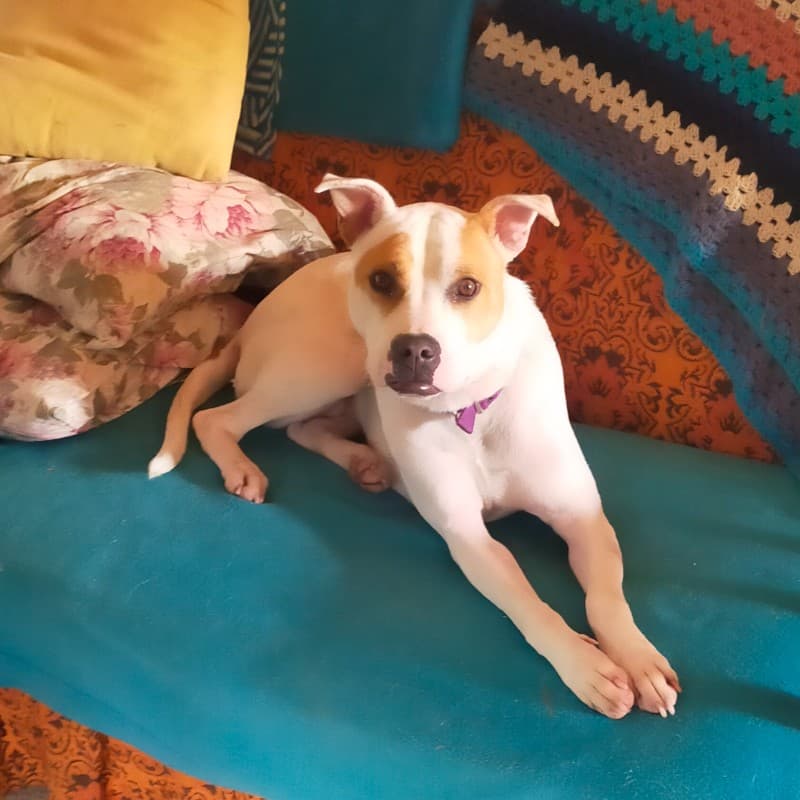 Jazz - Staffi Cross available for adoption in Kerikeri