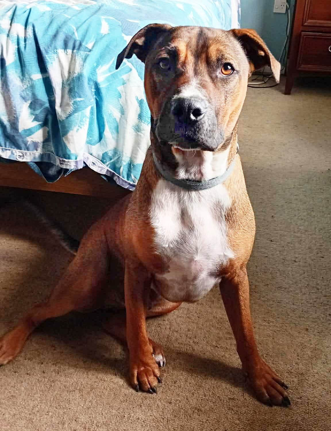 Ambro - Cattle Cross available for adoption in Kerikeri