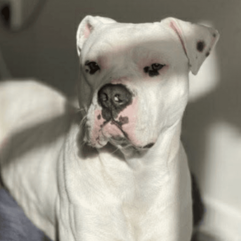 Taper - Boxer Cross available for adoption in Kerikeri