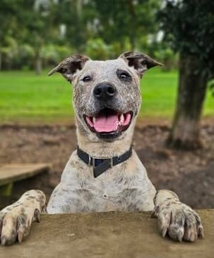 Puti - Heeler Cross available for adoption in Kerikeri