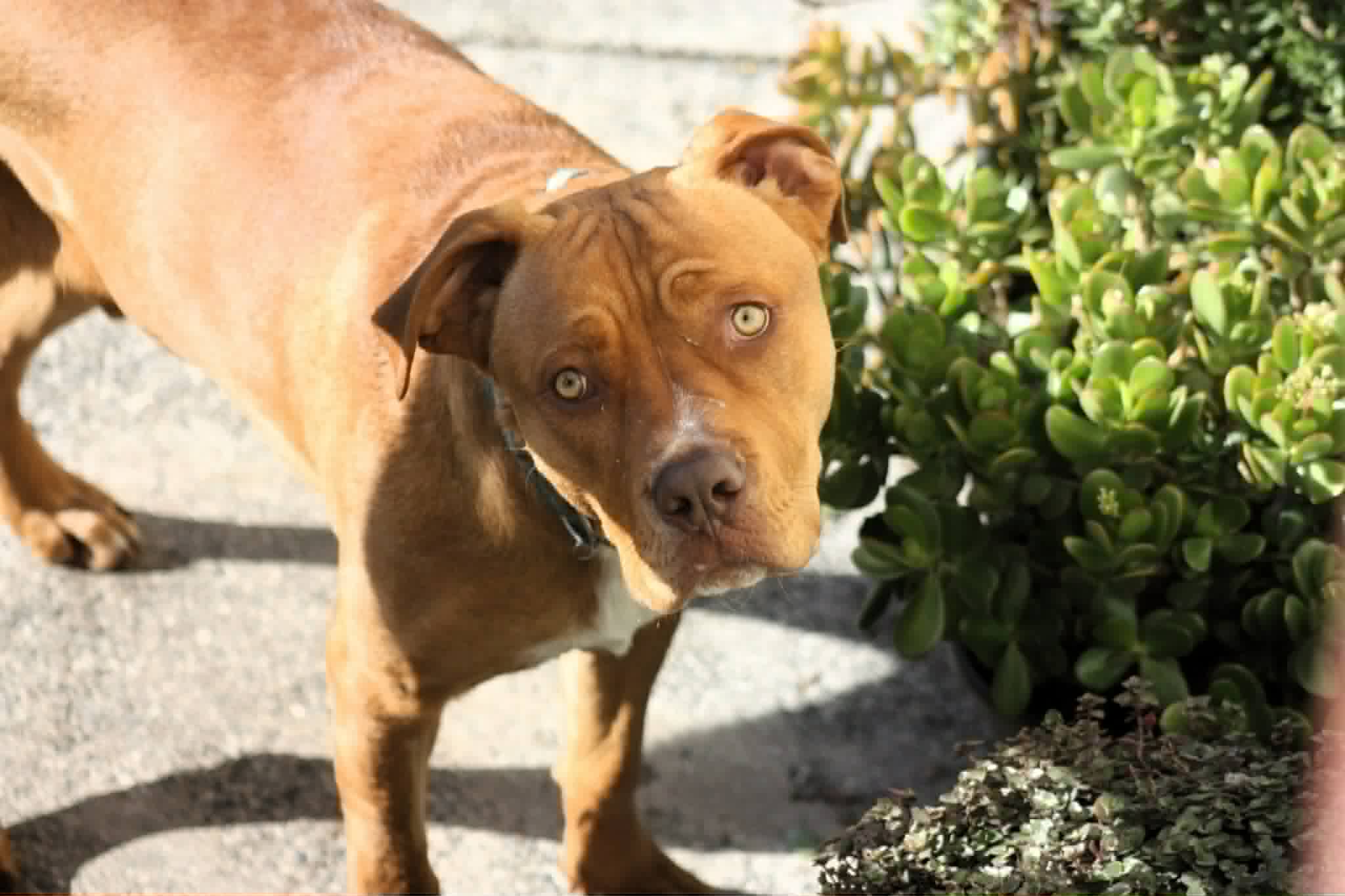 Tama - Mastiff Cross available for adoption in Kerikeri