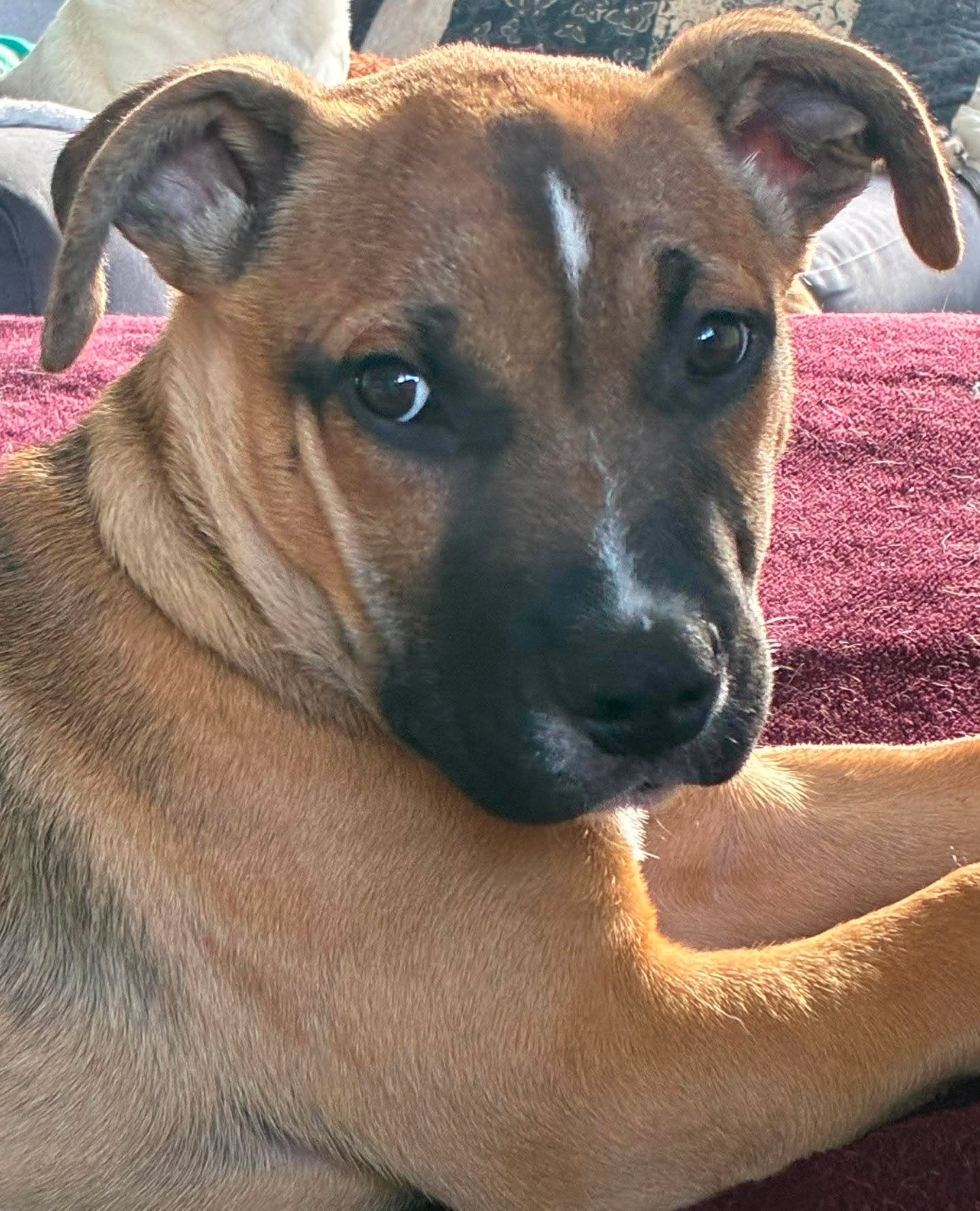 Coup - Huntaway Cross available for adoption in Kerikeri