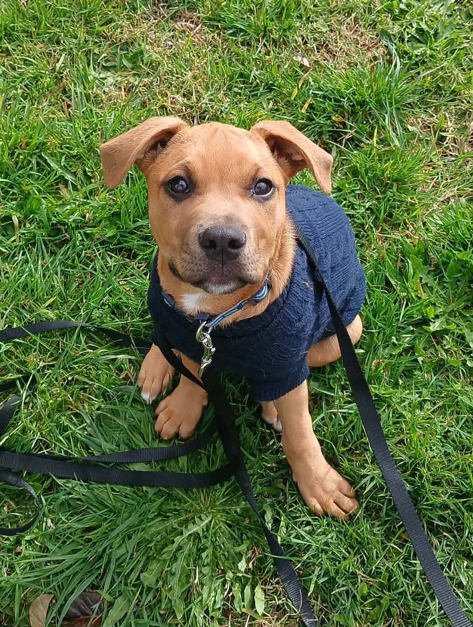 Donny - Huntaway Cross available for adoption in Kerikeri