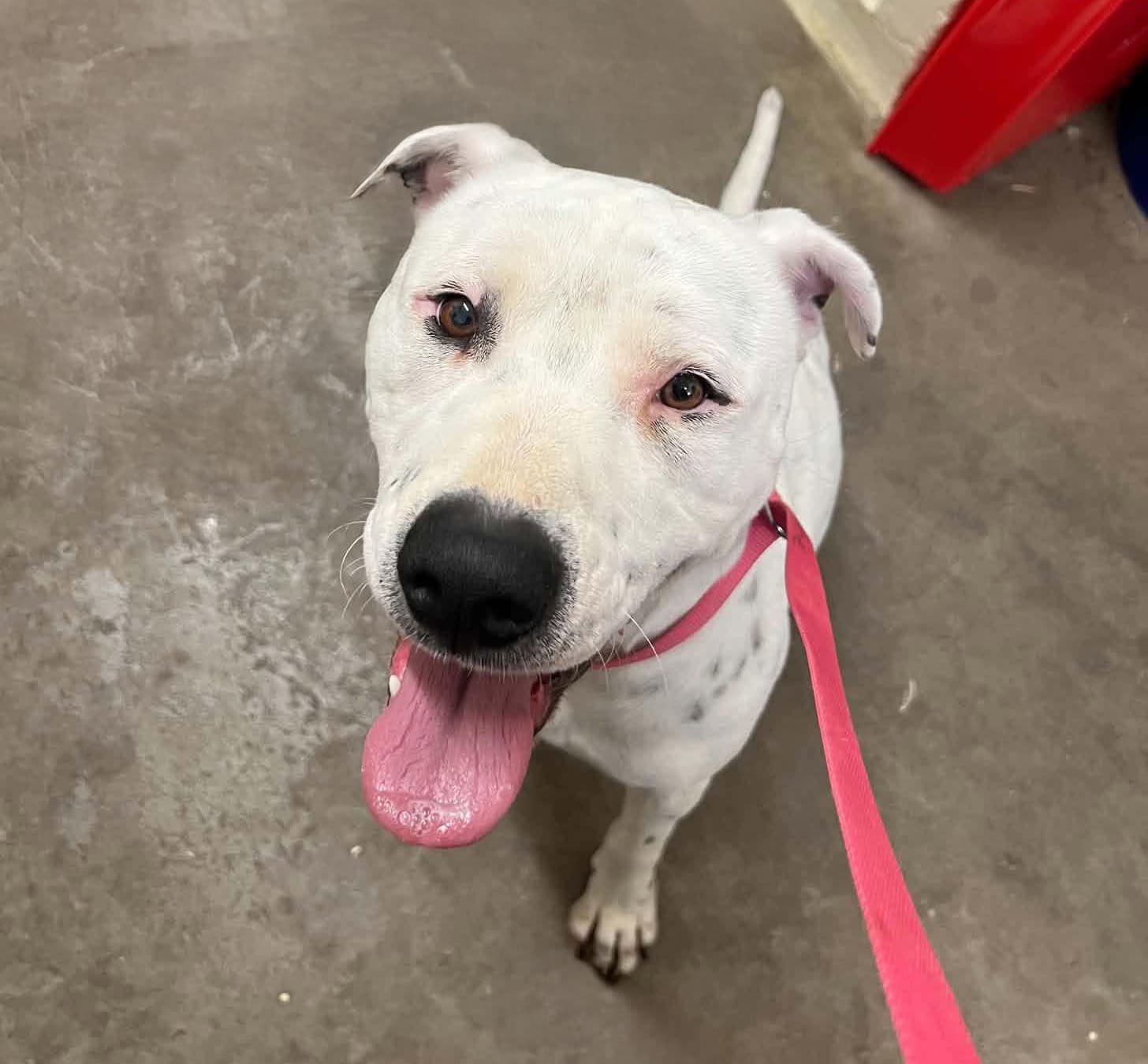Crispy - Mixed breed available for adoption in Kerikeri