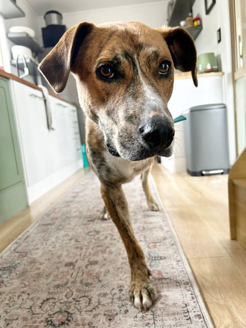 Paddlefoot - Cattle dog cross available for adoption in Kerikeri