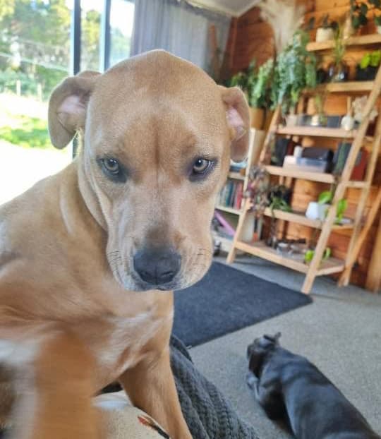 Rosie - Mastiff Cross available for adoption in Kerikeri