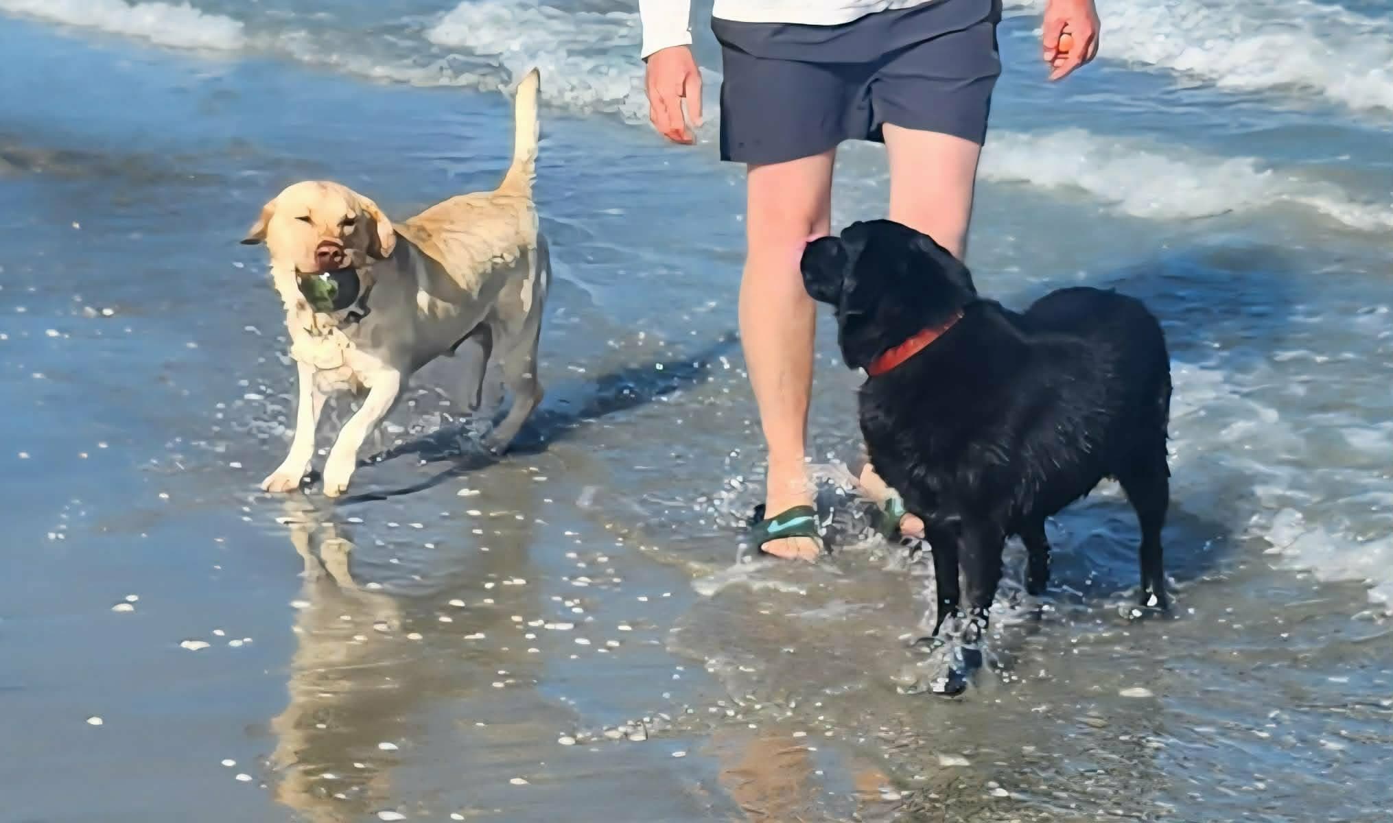 Marshall & Shadow - Mixed Breed available for adoption in Kerikeri