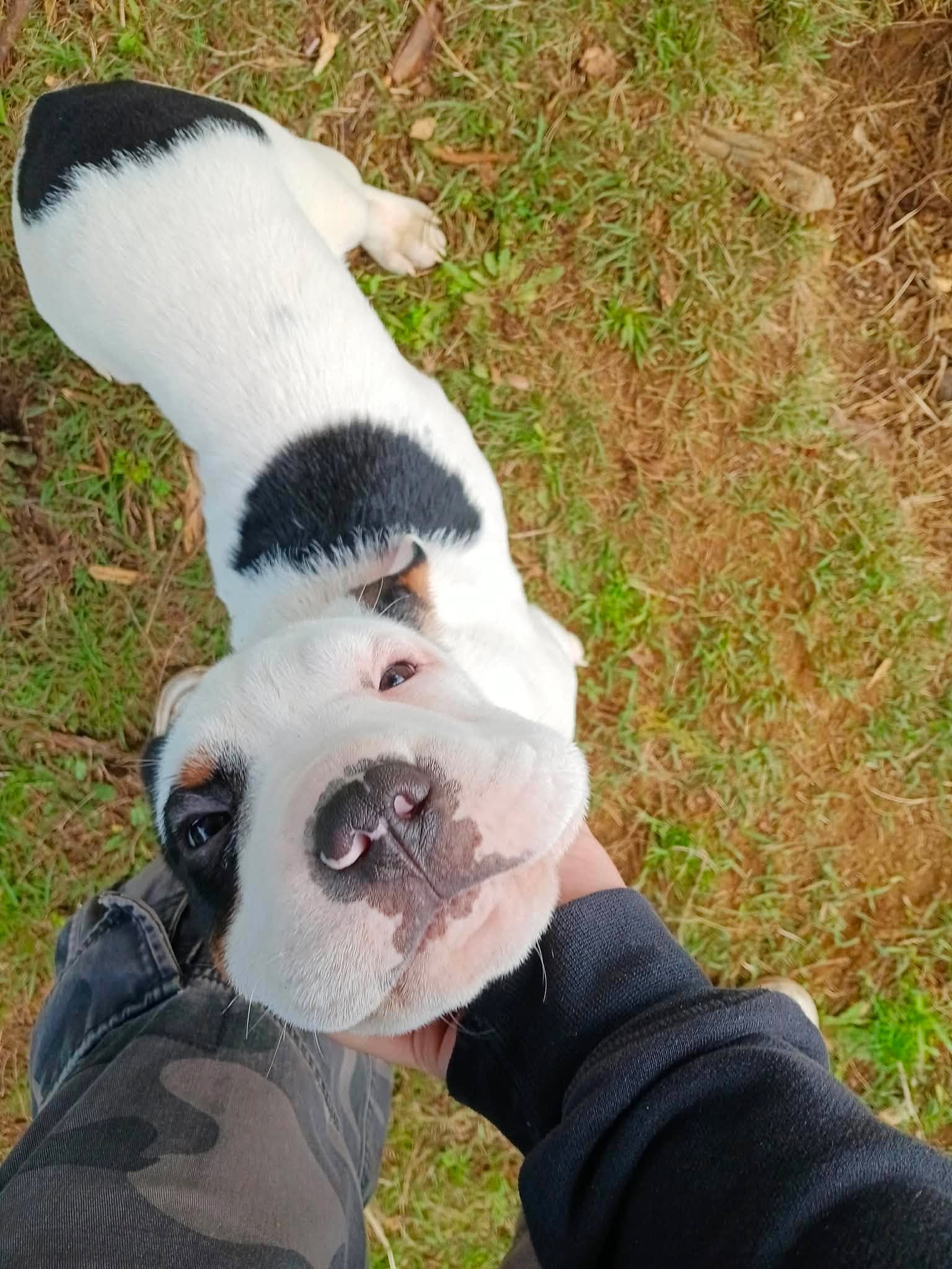Betty - Mixed breed available for adoption in Kerikeri