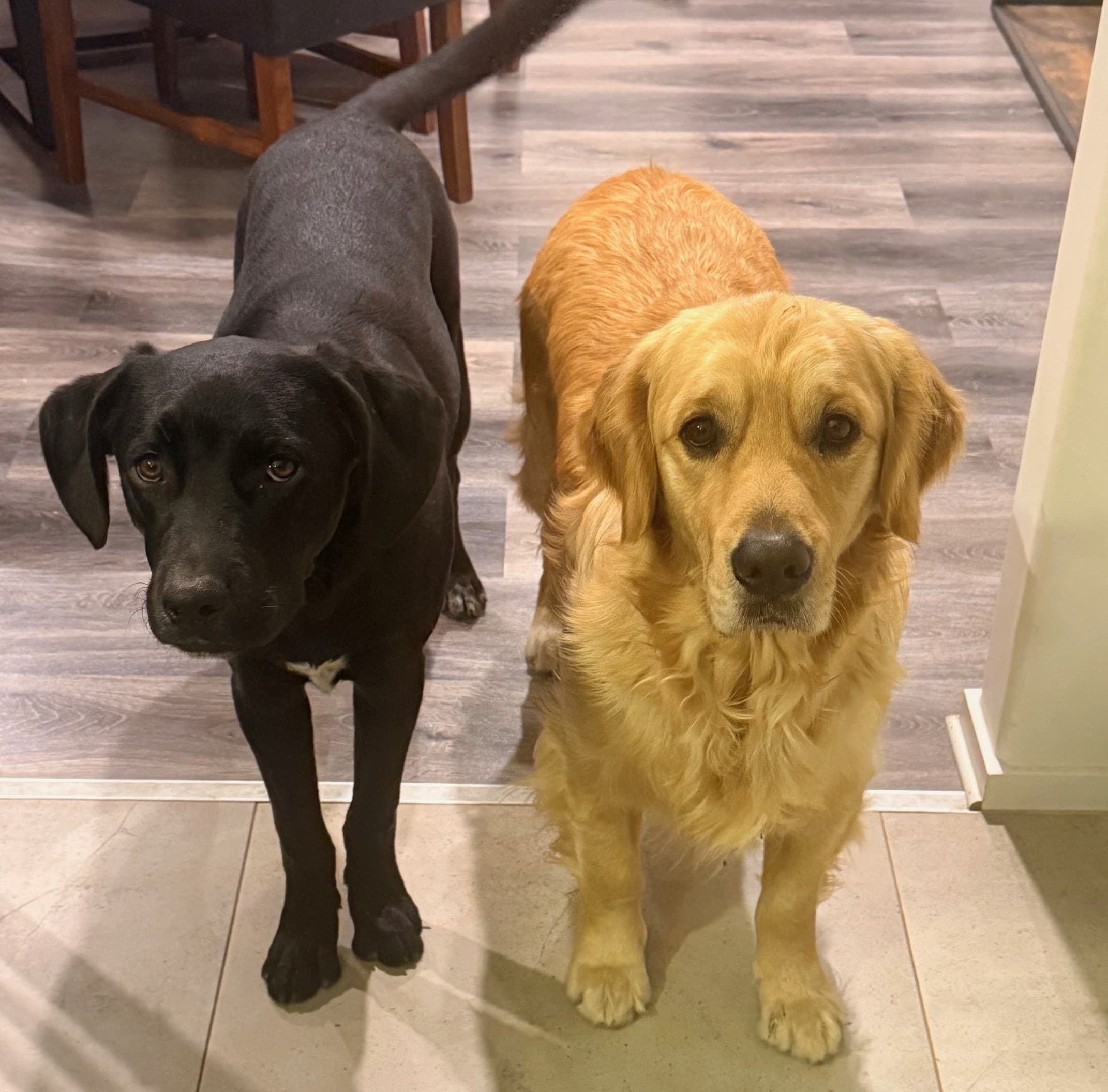 Doogal and Nox - Mixed Breed available for adoption in Kerikeri