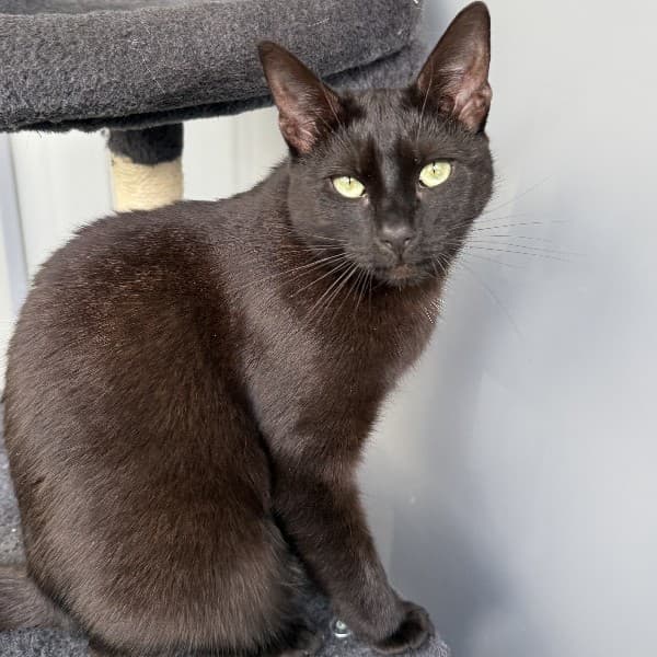 Cinder - Domestic Shorthair cat available for adoption at Blue Cross Animals Society of Victoria in Melbourne