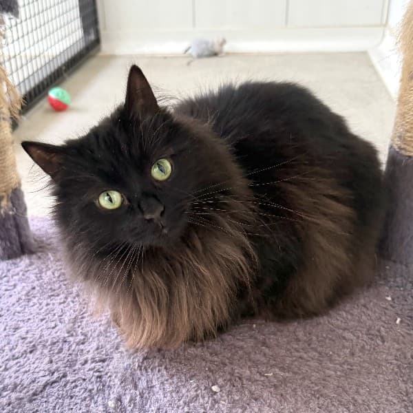 Figgy - Domestic Shorthair cat available for adoption at Blue Cross Animals Society of Victoria in Melbourne