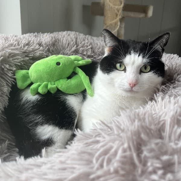 Bernie - Domestic Shorthair cat available for adoption at Blue Cross Animals Society of Victoria in Melbourne