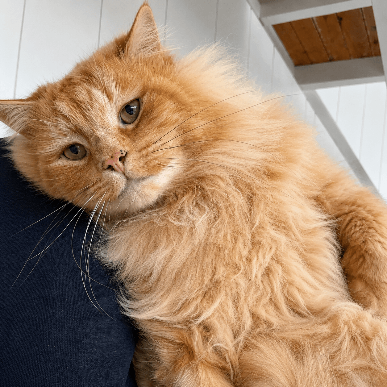 Jabari - Domestic Shorthair cat available for adoption at Blue Cross Animals Society of Victoria in Melbourne