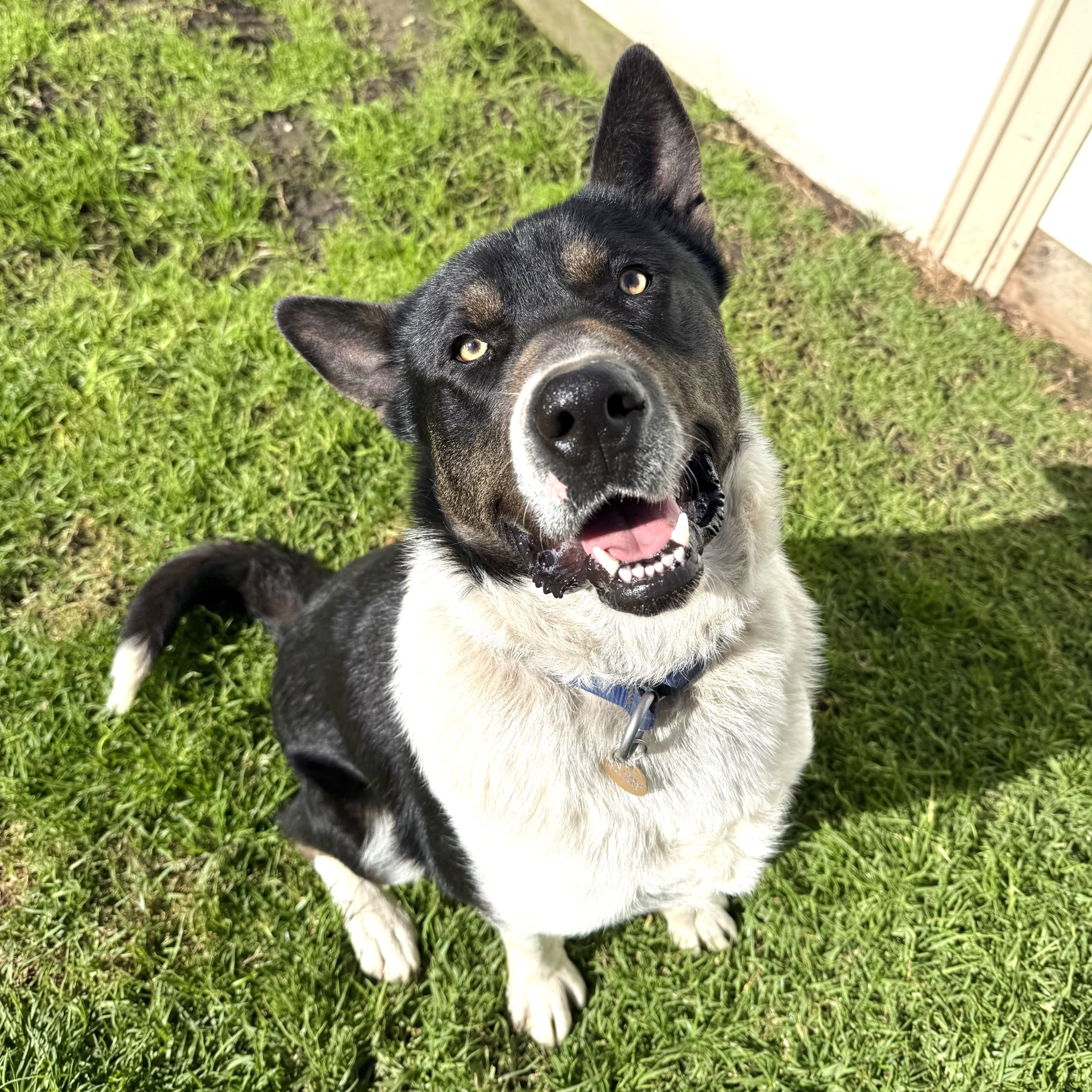 Ziggy - Mixed Breed available for adoption in Melbourne