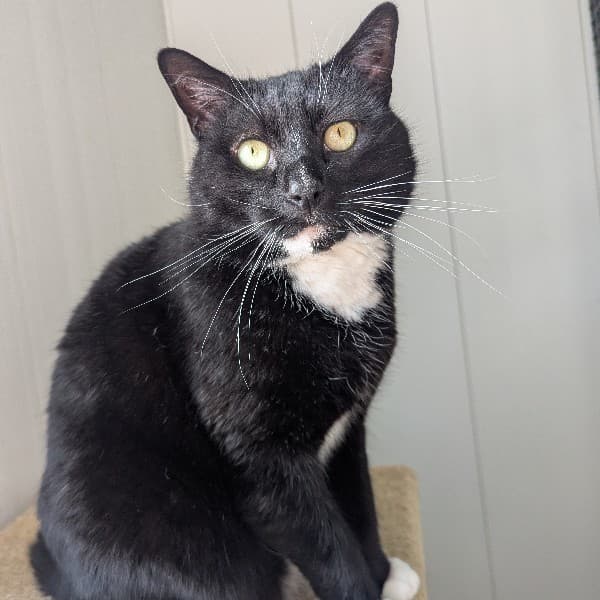 Penguin - Domestic Shorthair cat available for adoption at Blue Cross Animals Society of Victoria in Melbourne