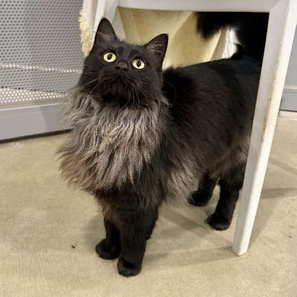 Nova - Domestic Shorthair cat available for adoption at Blue Cross Animals Society of Victoria in Melbourne