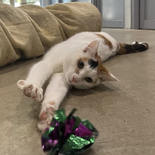 Lilly - Domestic Shorthair cat available for adoption at Blue Cross Animals Society of Victoria in Melbourne