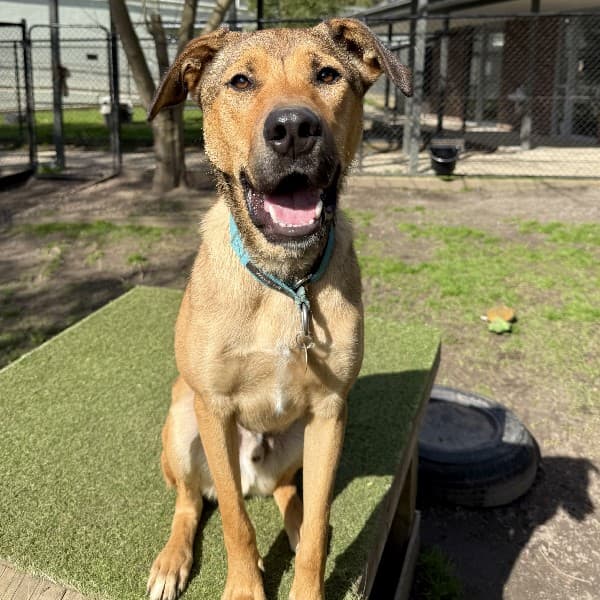 Prince - Mixed Breed available for adoption in Melbourne