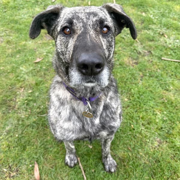Zelda - Mixed Breed available for adoption in Melbourne