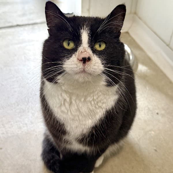 Jackson - Domestic Shorthair cat available for adoption at Blue Cross Animals Society of Victoria in Melbourne