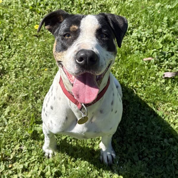 Patch - Mixed Breed available for adoption in Melbourne