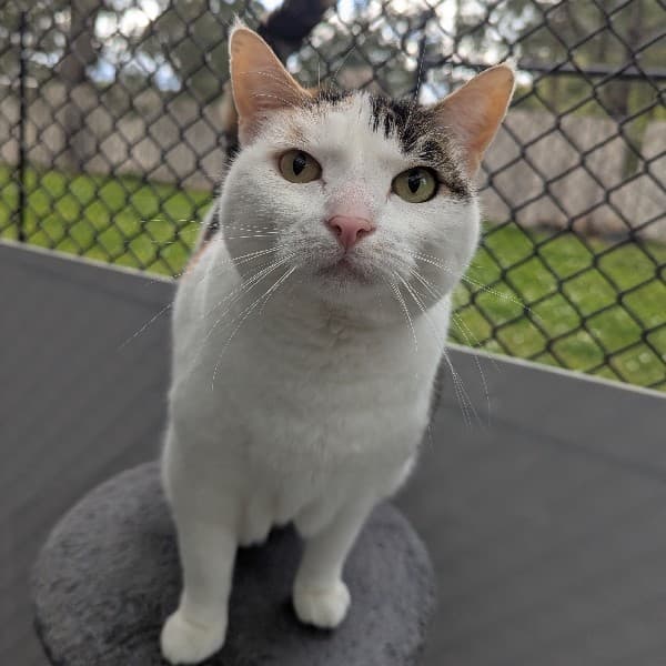 Piccolo - Domestic Shorthair cat available for adoption at Blue Cross Animals Society of Victoria in Melbourne