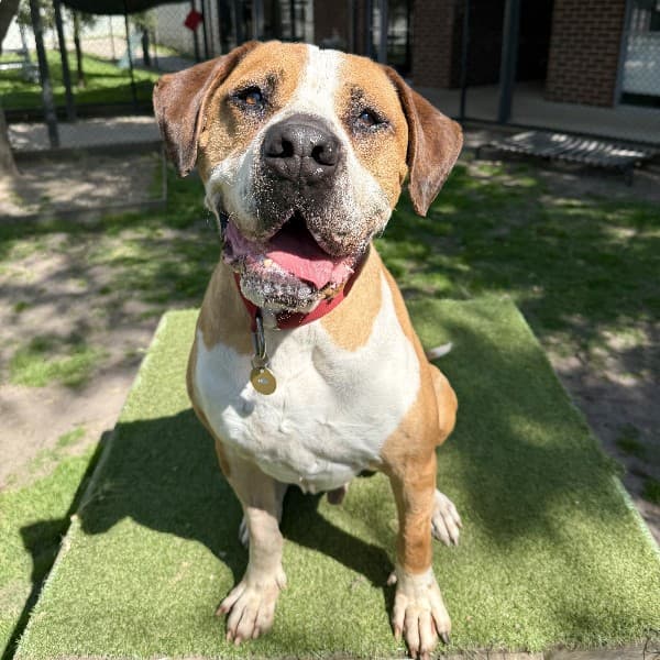 Ralph - Mixed Breed available for adoption in Melbourne