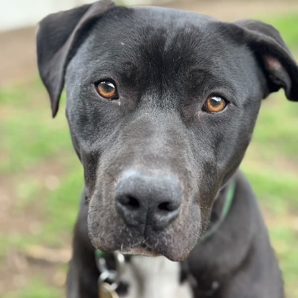 Steve - Staffy Cross available for adoption in Melbourne