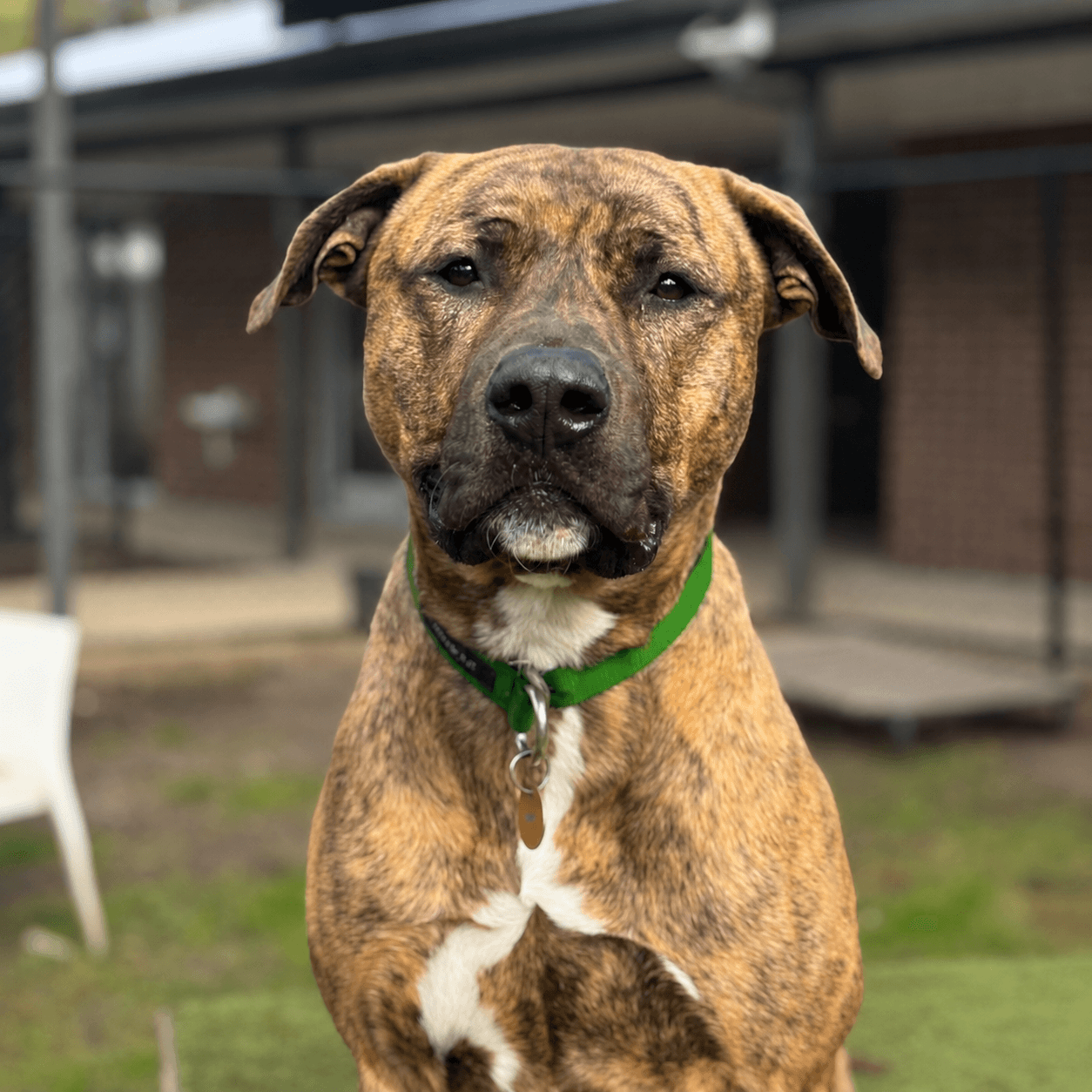 Gary - Mixed Breed available for adoption in Melbourne