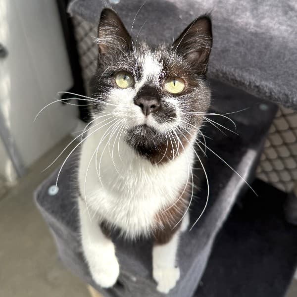 Ribbit - Domestic Shorthair cat available for adoption at Blue Cross Animals Society of Victoria in Melbourne