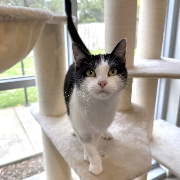 Dice - Domestic Shorthair cat available for adoption at Blue Cross Animals Society of Victoria in Melbourne