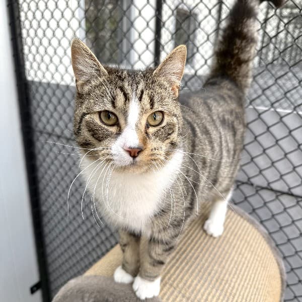 Woody - Domestic Shorthair cat available for adoption at Blue Cross Animals Society of Victoria in Melbourne
