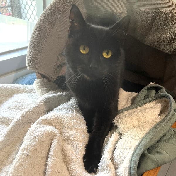 Minerva - Domestic Shorthair cat available for adoption at Blue Cross Animals Society of Victoria in Melbourne