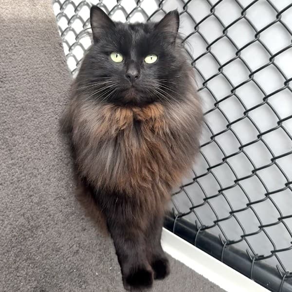 Sid - Domestic Shorthair cat available for adoption at Blue Cross Animals Society of Victoria in Melbourne