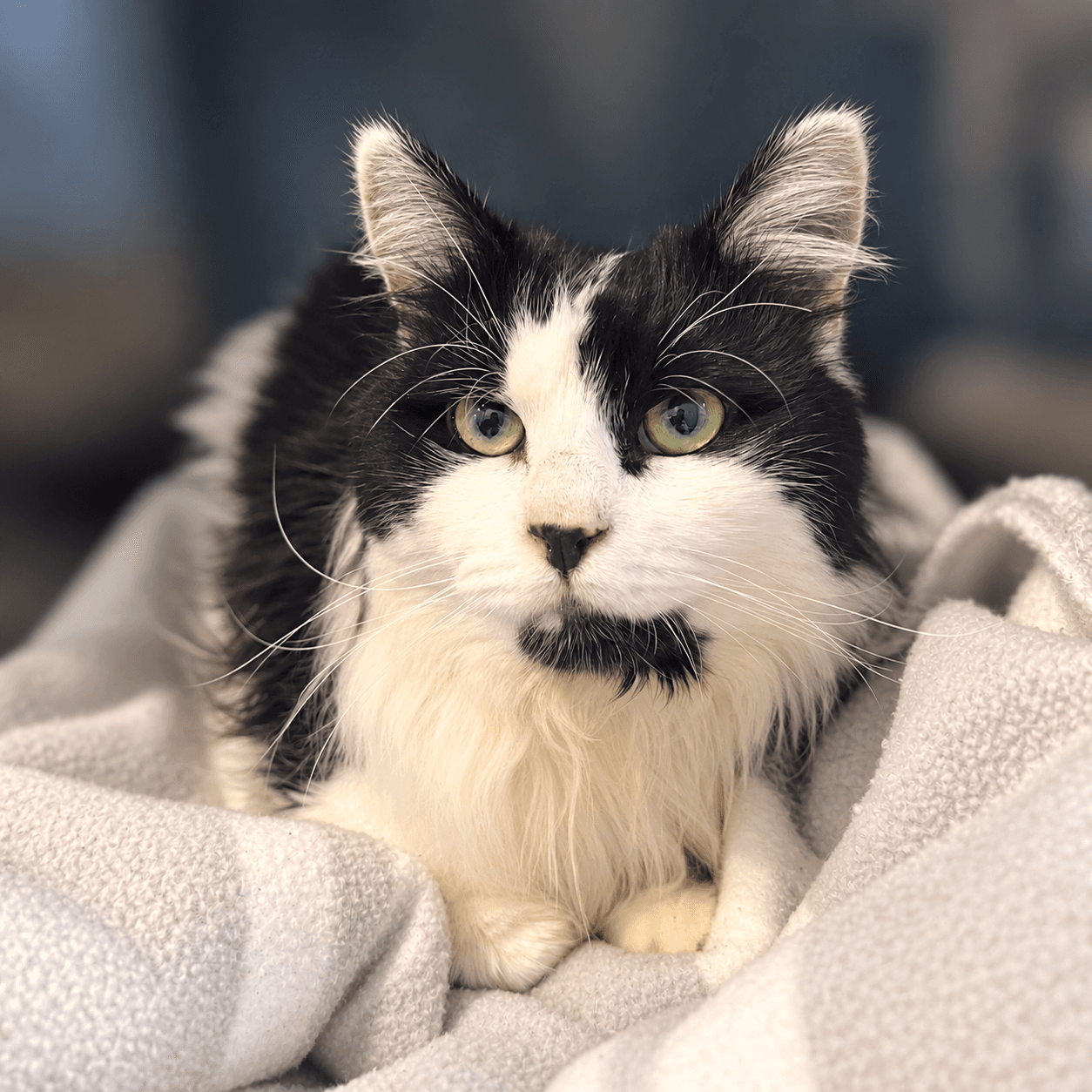 Ares - Domestic Shorthair cat available for adoption at Blue Cross Animals Society of Victoria in Melbourne