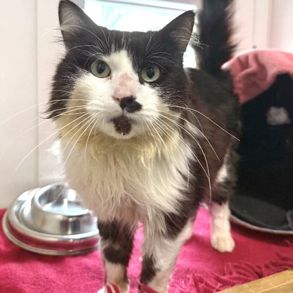 Arthur - Domestic Shorthair cat available for adoption at Blue Cross Animals Society of Victoria in Melbourne