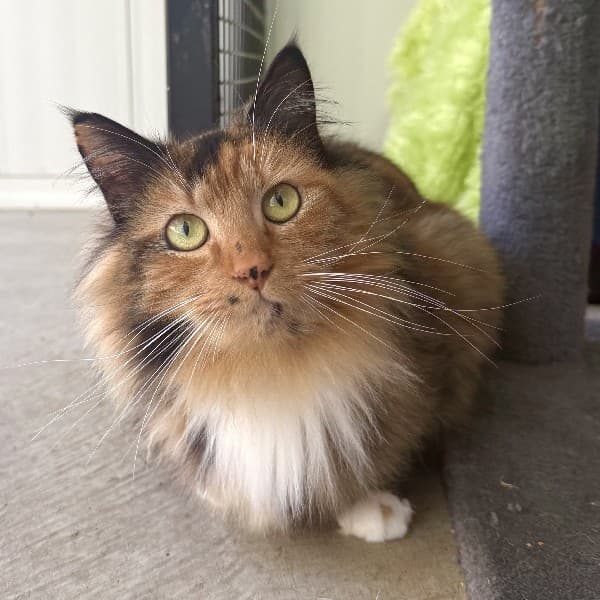 Bellatrix - Domestic Shorthair cat available for adoption at Blue Cross Animals Society of Victoria in Melbourne