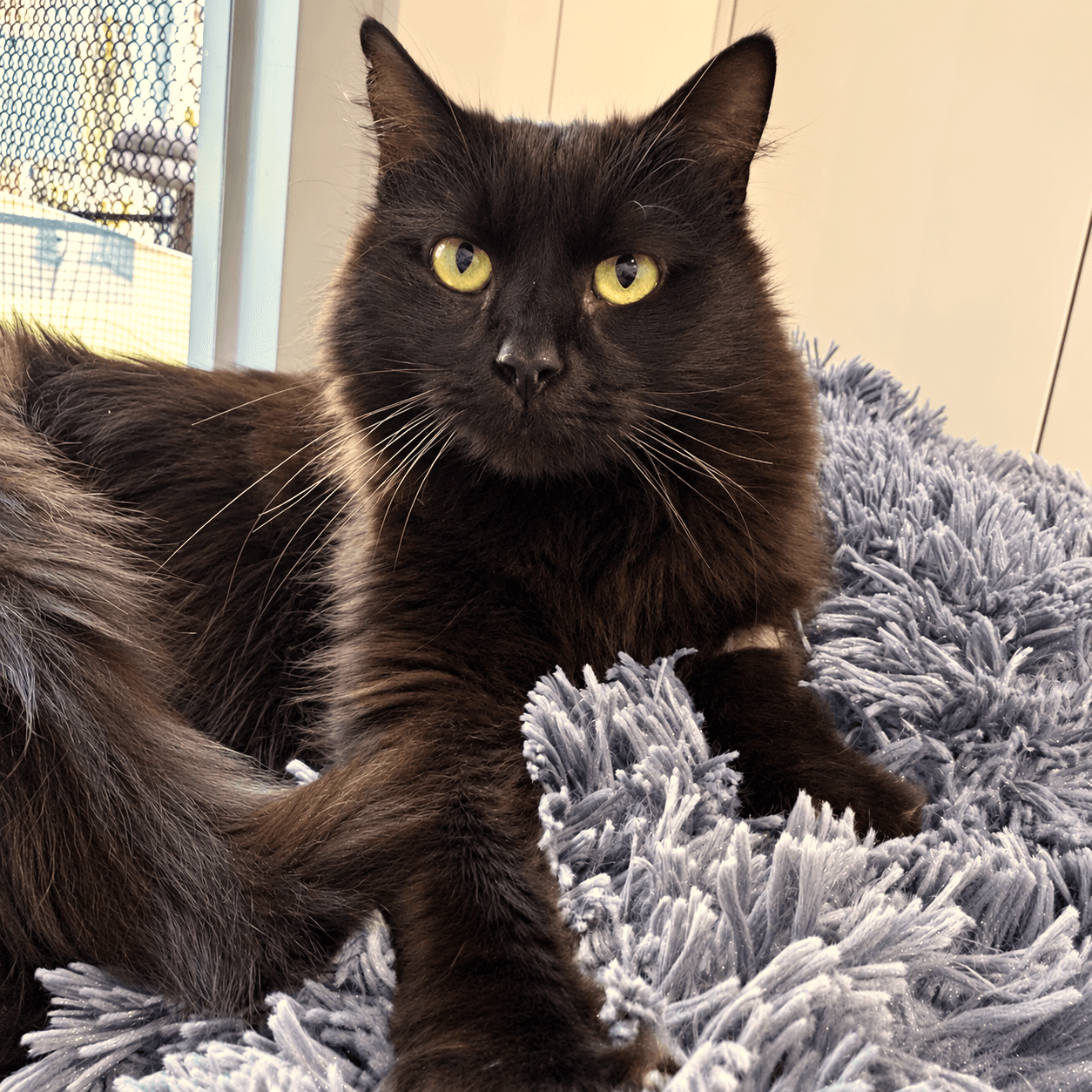 Nyx - Domestic Shorthair cat available for adoption at Blue Cross Animals Society of Victoria in Melbourne