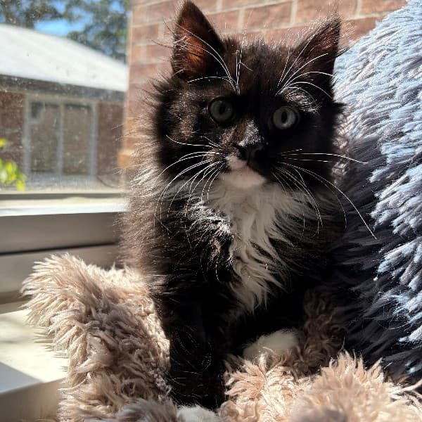 Anubis - Domestic Shorthair cat available for adoption at Blue Cross Animals Society of Victoria in Melbourne
