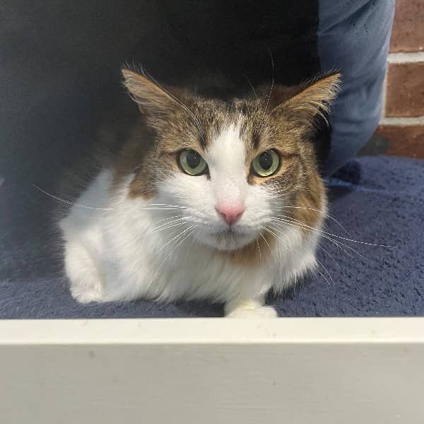 Archie - Domestic Shorthair cat available for adoption at Blue Cross Animals Society of Victoria in Melbourne