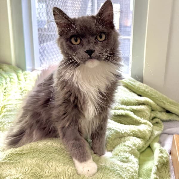 Fergus - Domestic Shorthair cat available for adoption at Blue Cross Animals Society of Victoria in Melbourne