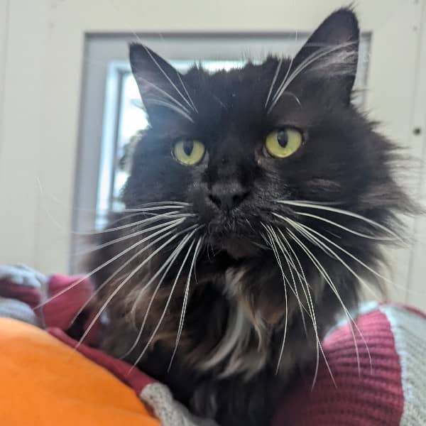 Lillith - Domestic Shorthair cat available for adoption at Blue Cross Animals Society of Victoria in Melbourne