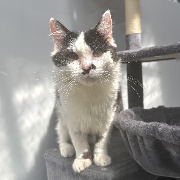 Percival - Domestic Shorthair cat available for adoption at Blue Cross Animals Society of Victoria in Melbourne
