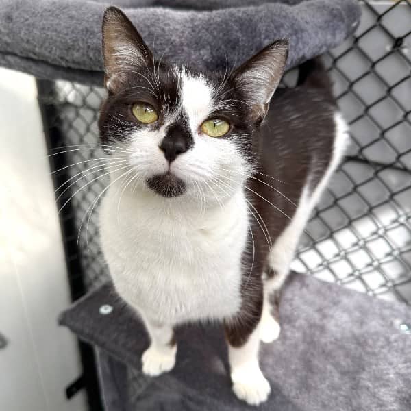 Poppet - Domestic Shorthair cat available for adoption at Blue Cross Animals Society of Victoria in Melbourne