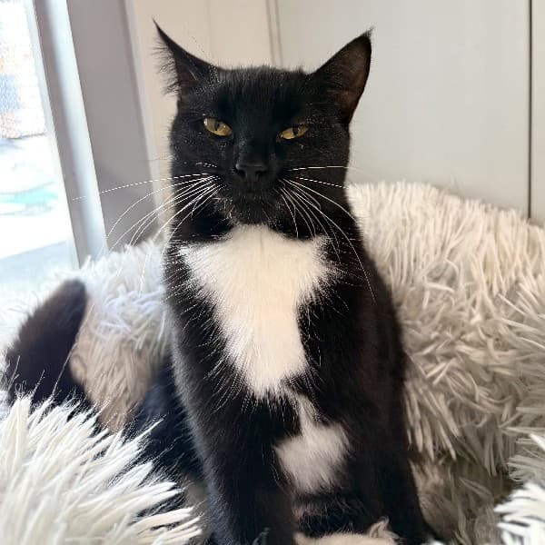 Snowtoes - Domestic Shorthair cat available for adoption at Blue Cross Animals Society of Victoria in Melbourne