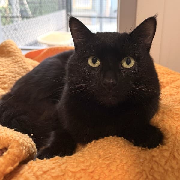 Wisp - Domestic Shorthair cat available for adoption at Blue Cross Animals Society of Victoria in Melbourne