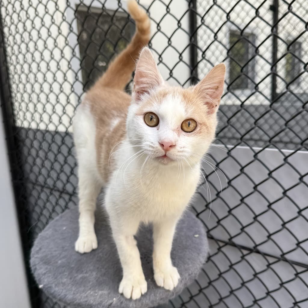 Mr Whiskers - Domestic Shorthair cat available for adoption at Blue Cross Animals Society of Victoria in Melbourne