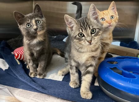 Kittens! - Domestic Shorthair cat available for adoption in Sydney