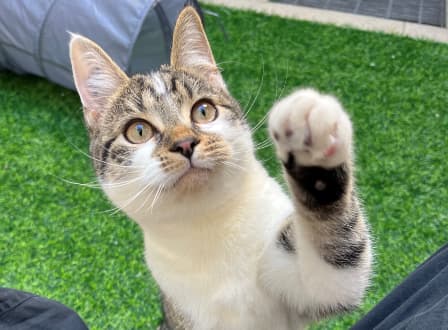 M&M - Domestic Shorthair cat available for adoption in Sydney